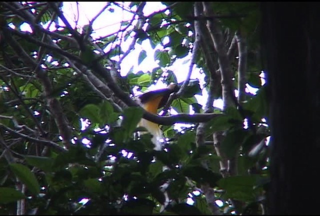 Lesser Bird-of-Paradise - ML460154