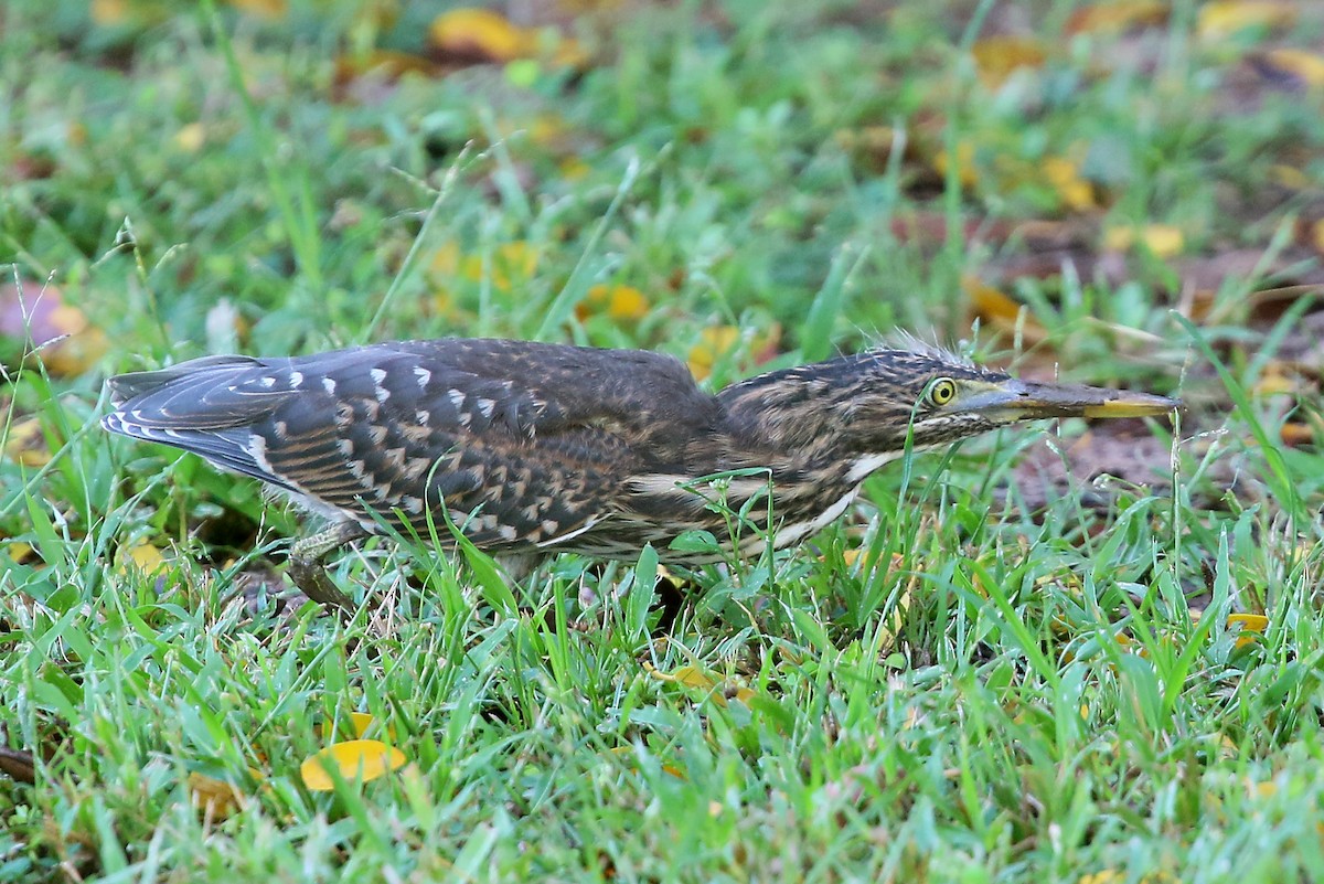 Striated Heron - Phillip Edwards