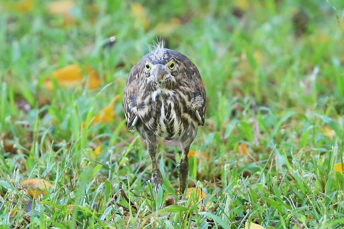 Striated Heron - ML460155921