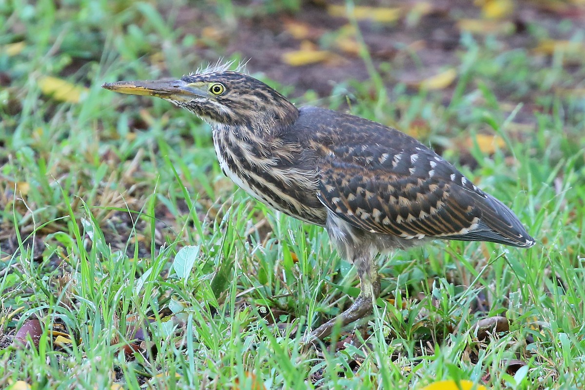 Striated Heron - ML460155981