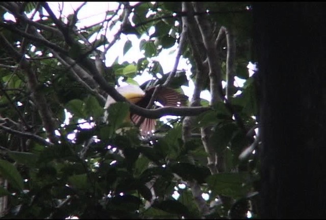 Lesser Bird-of-Paradise - ML460156