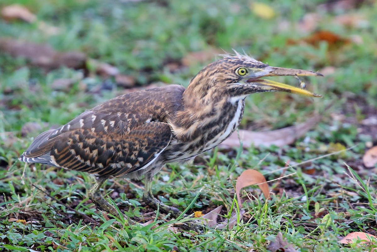 Striated Heron - Phillip Edwards