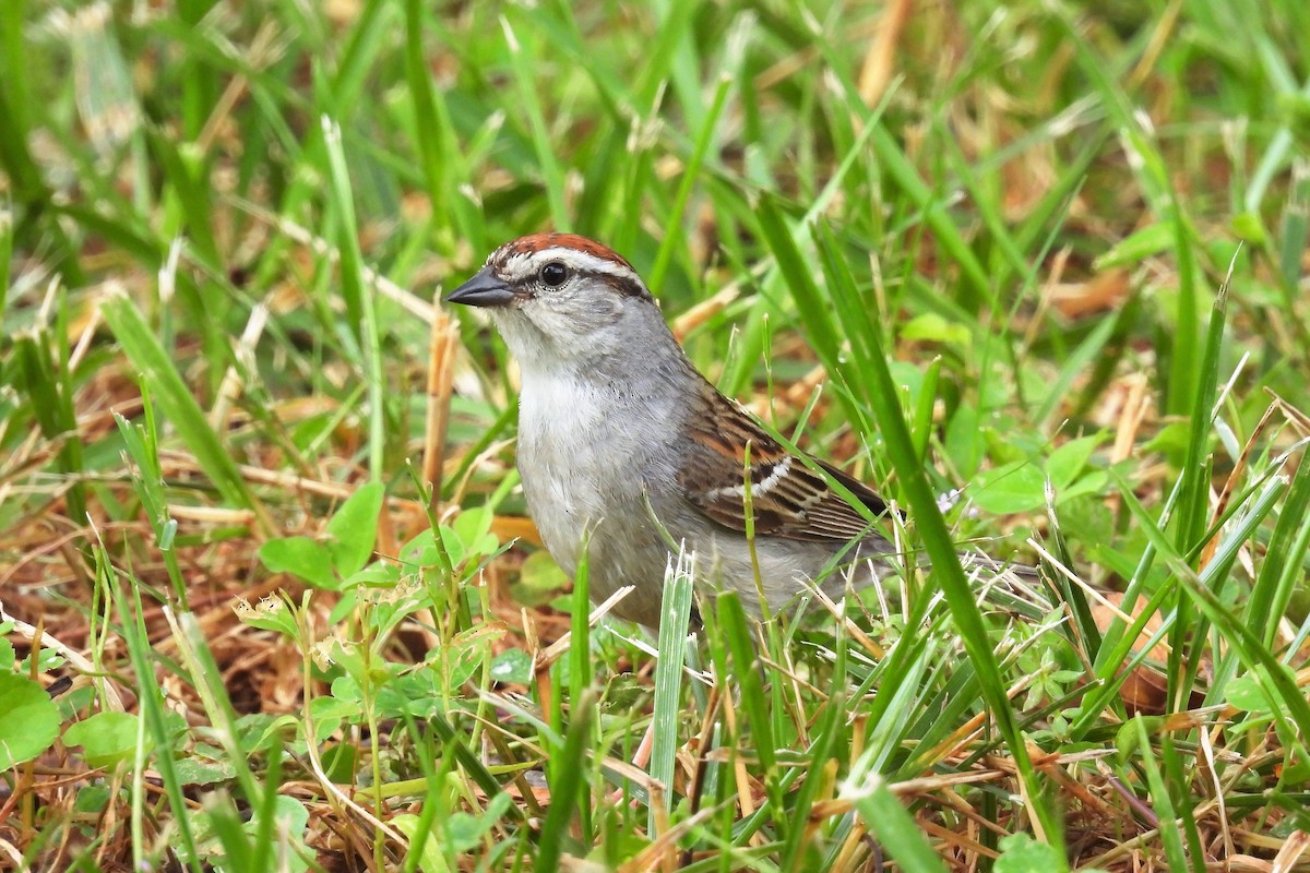 Chipping Sparrow - ML460156211