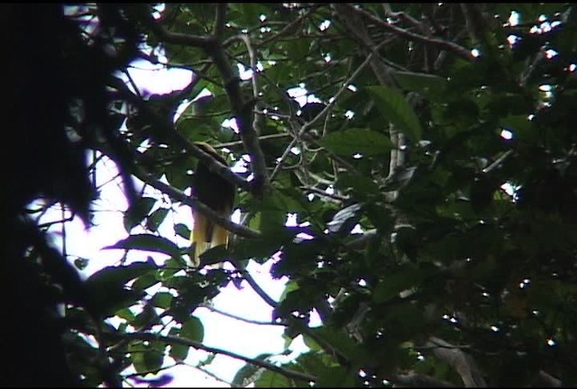 Lesser Bird-of-Paradise - ML460157