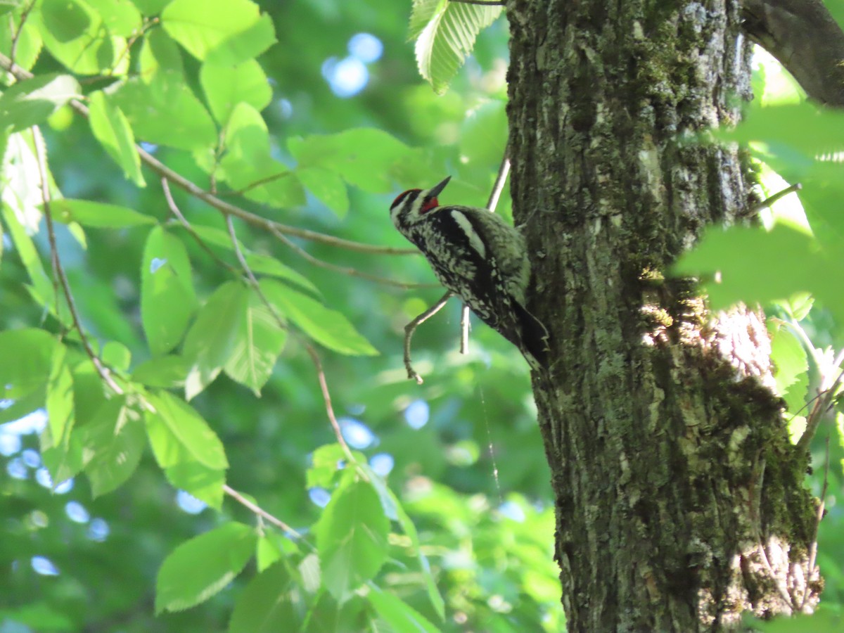 Yellow-bellied Sapsucker - Doug Kibbe