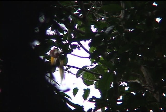 Lesser Bird-of-Paradise - ML460158