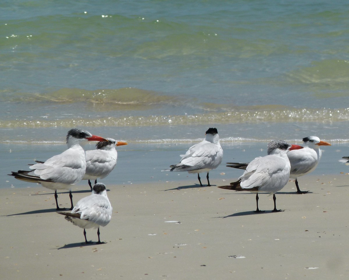 Caspian Tern - ML460158741