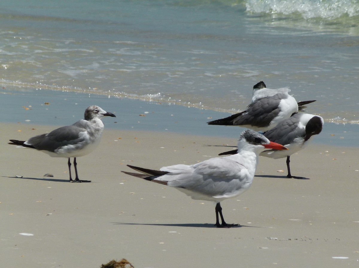 Caspian Tern - ML460158891