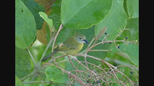 White-shouldered Tanager - ML460158991