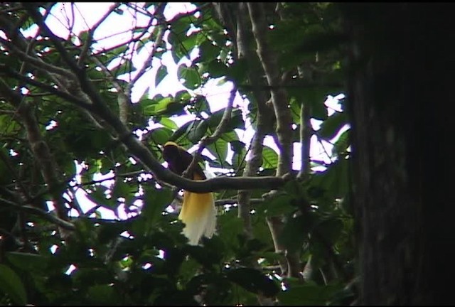 Lesser Bird-of-Paradise - ML460159