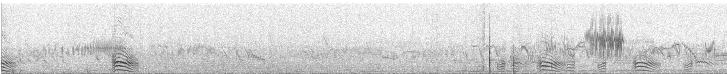 Белобрюхий рябок - ML460159121