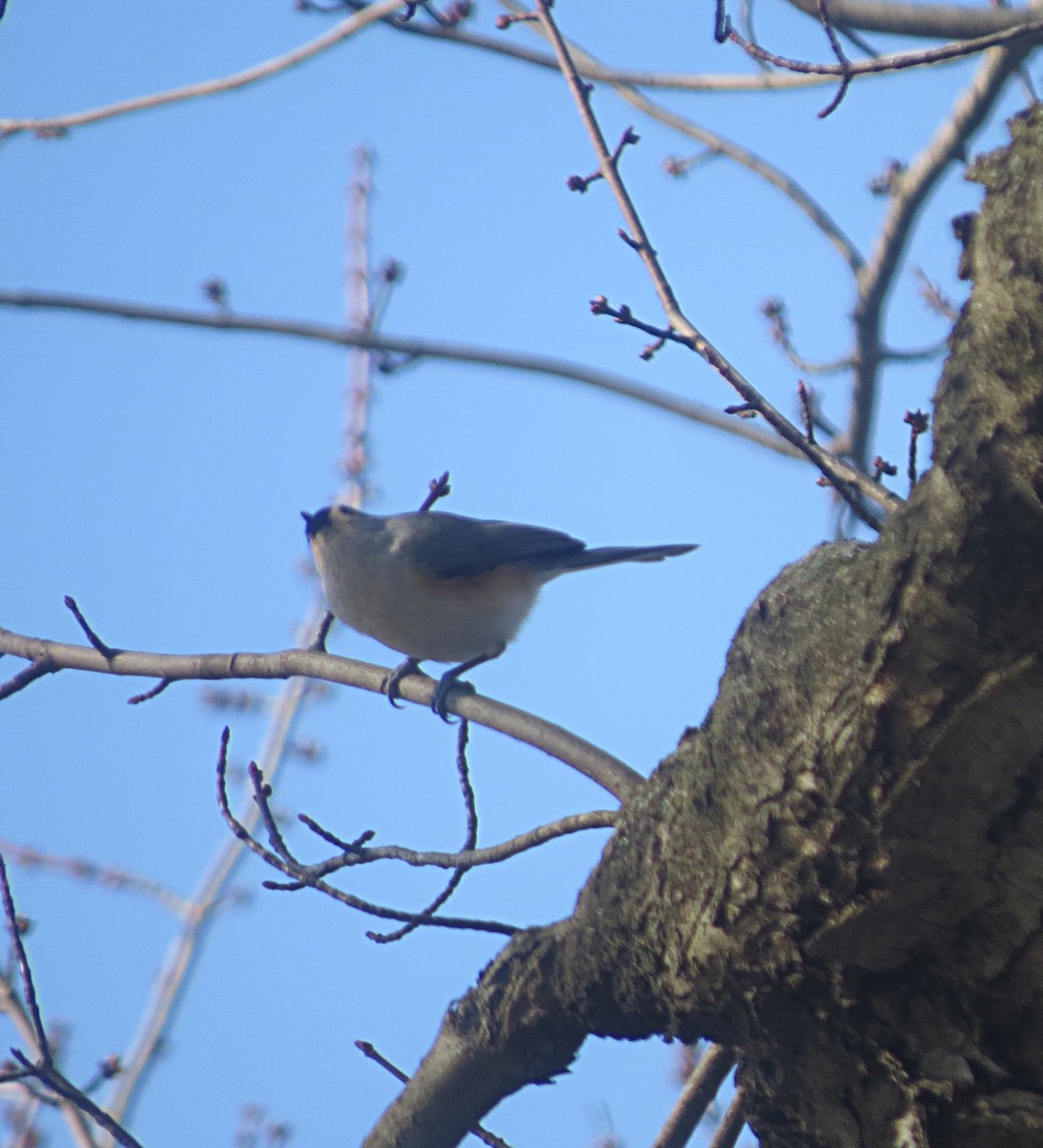 Tufted Titmouse - ML46016091