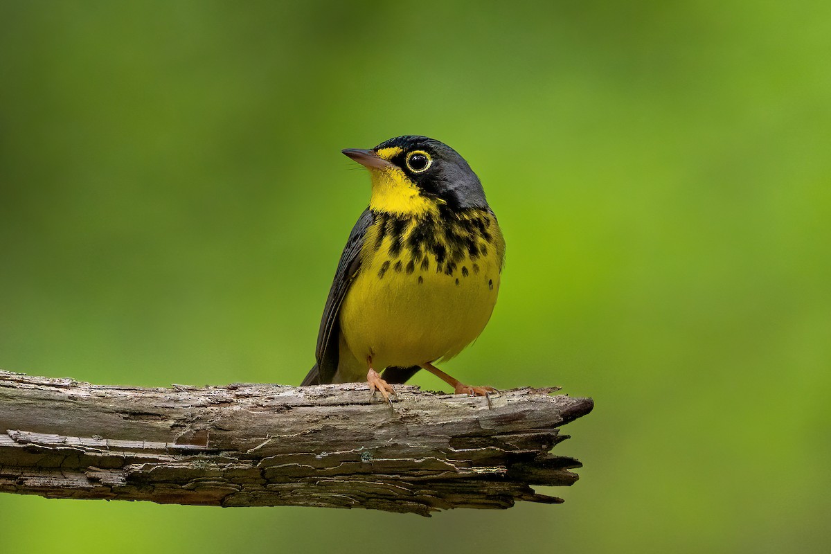 Canada Warbler - ML460161321