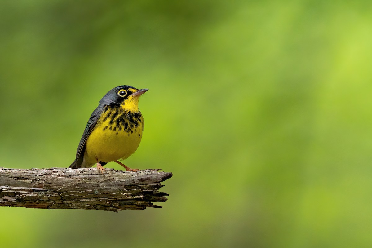 Canada Warbler - ML460161361