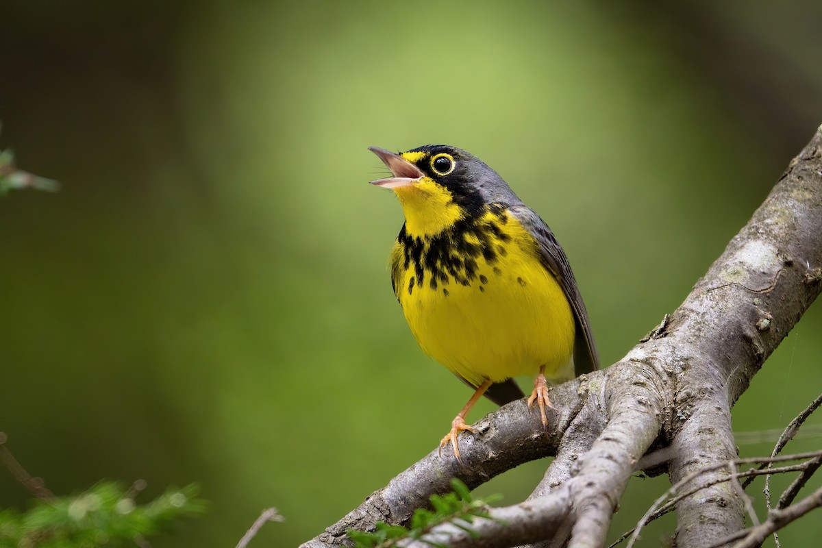 Canada Warbler - ML460161411