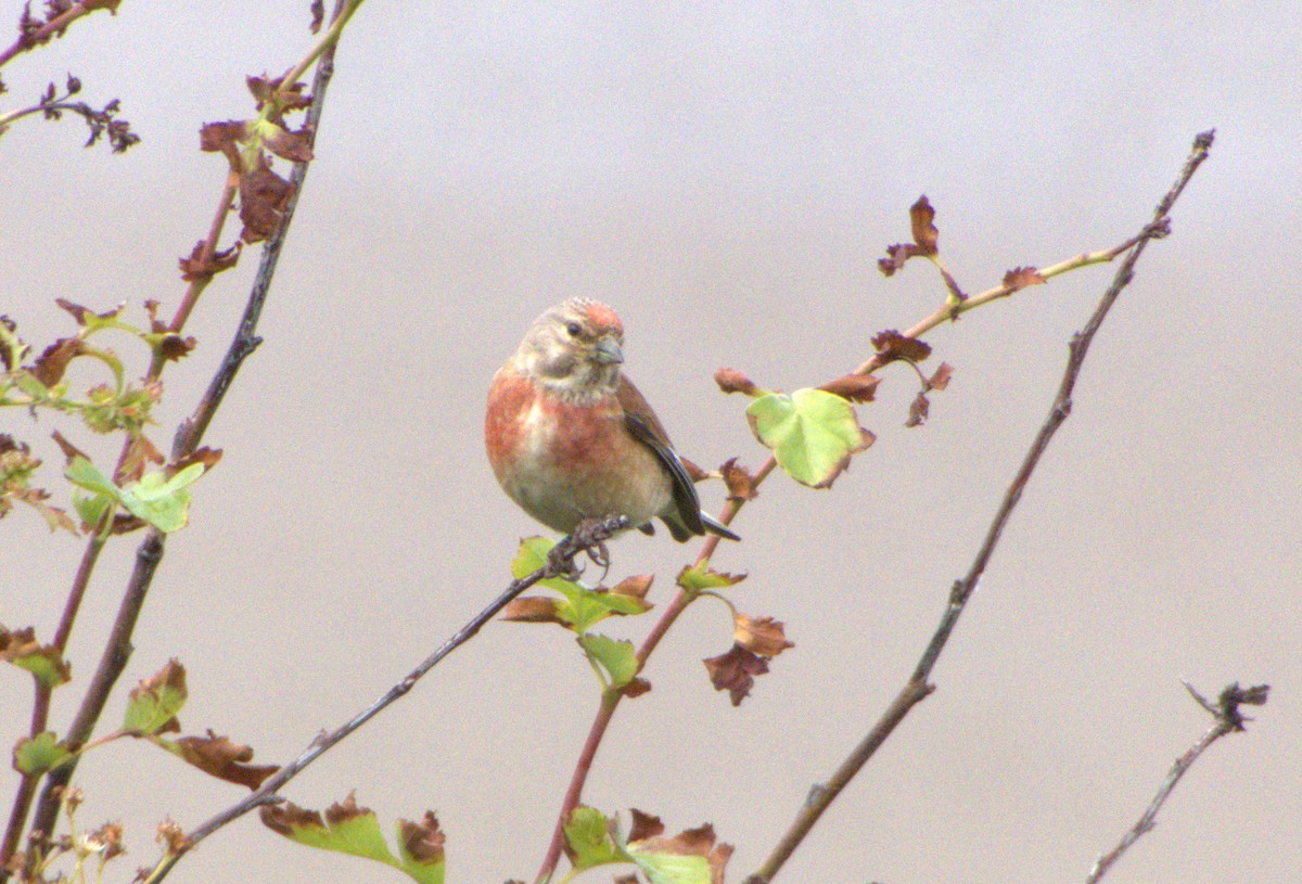 Eurasian Linnet - ML460162101