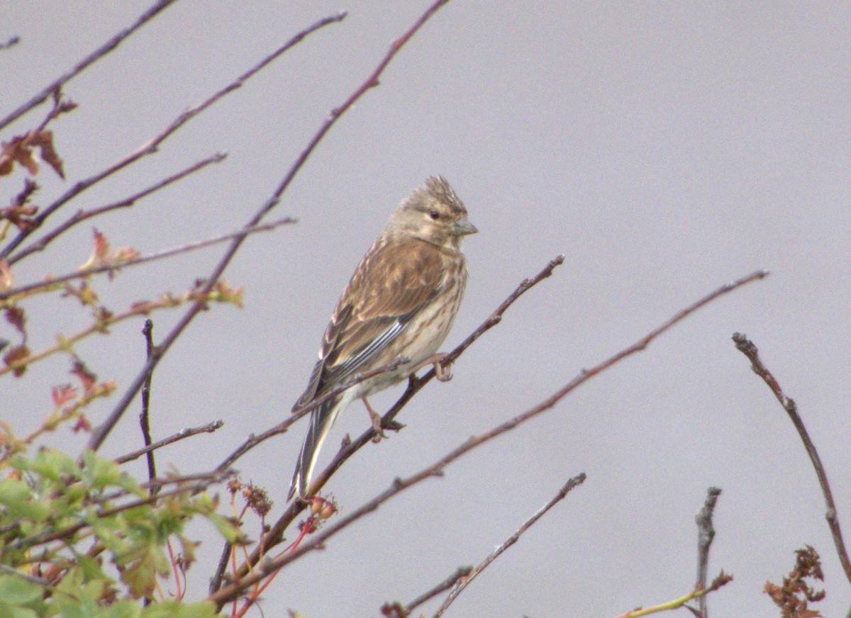 Eurasian Linnet - ML460162111