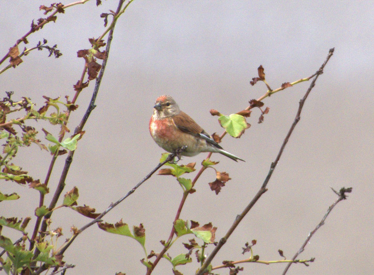 Eurasian Linnet - ML460162121