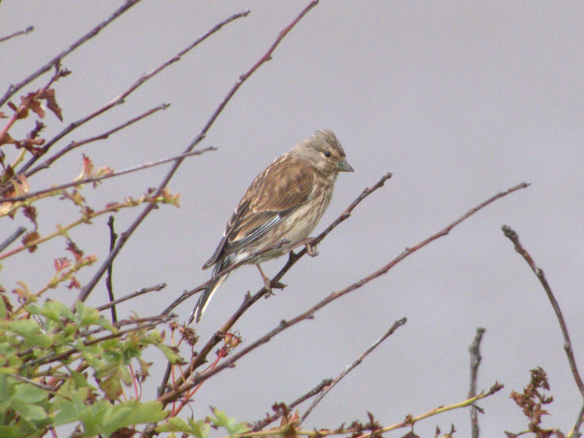 Eurasian Linnet - ML460162131