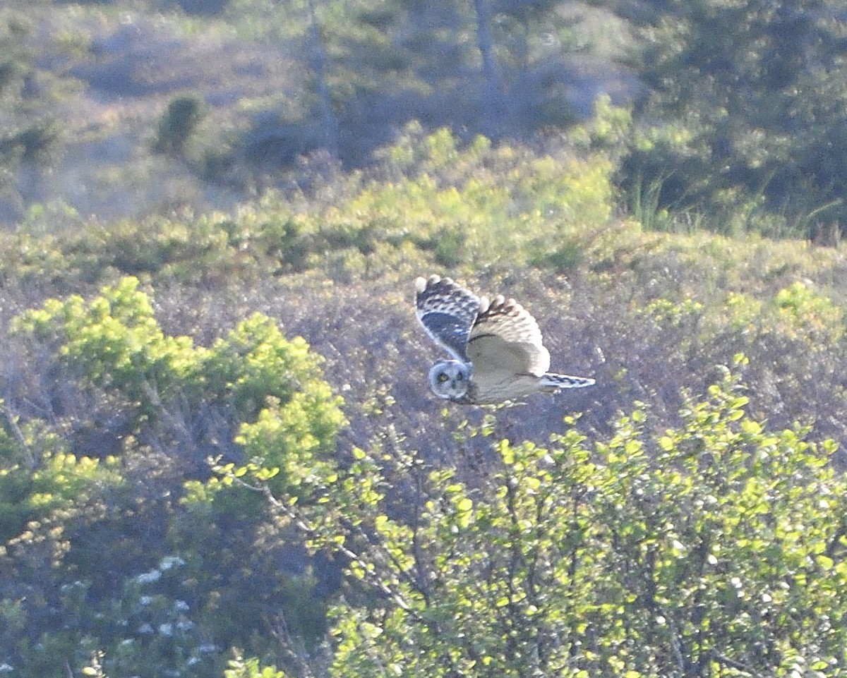 Short-eared Owl - Alain Richard