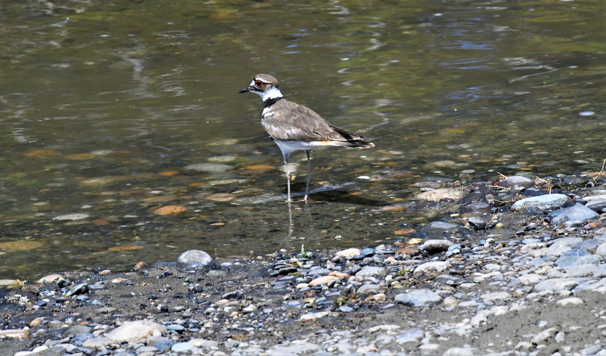 Killdeer - ML460162421