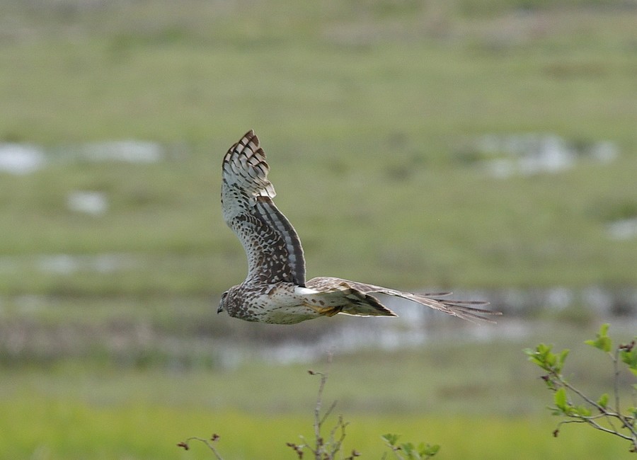 Northern Harrier - ML460162461