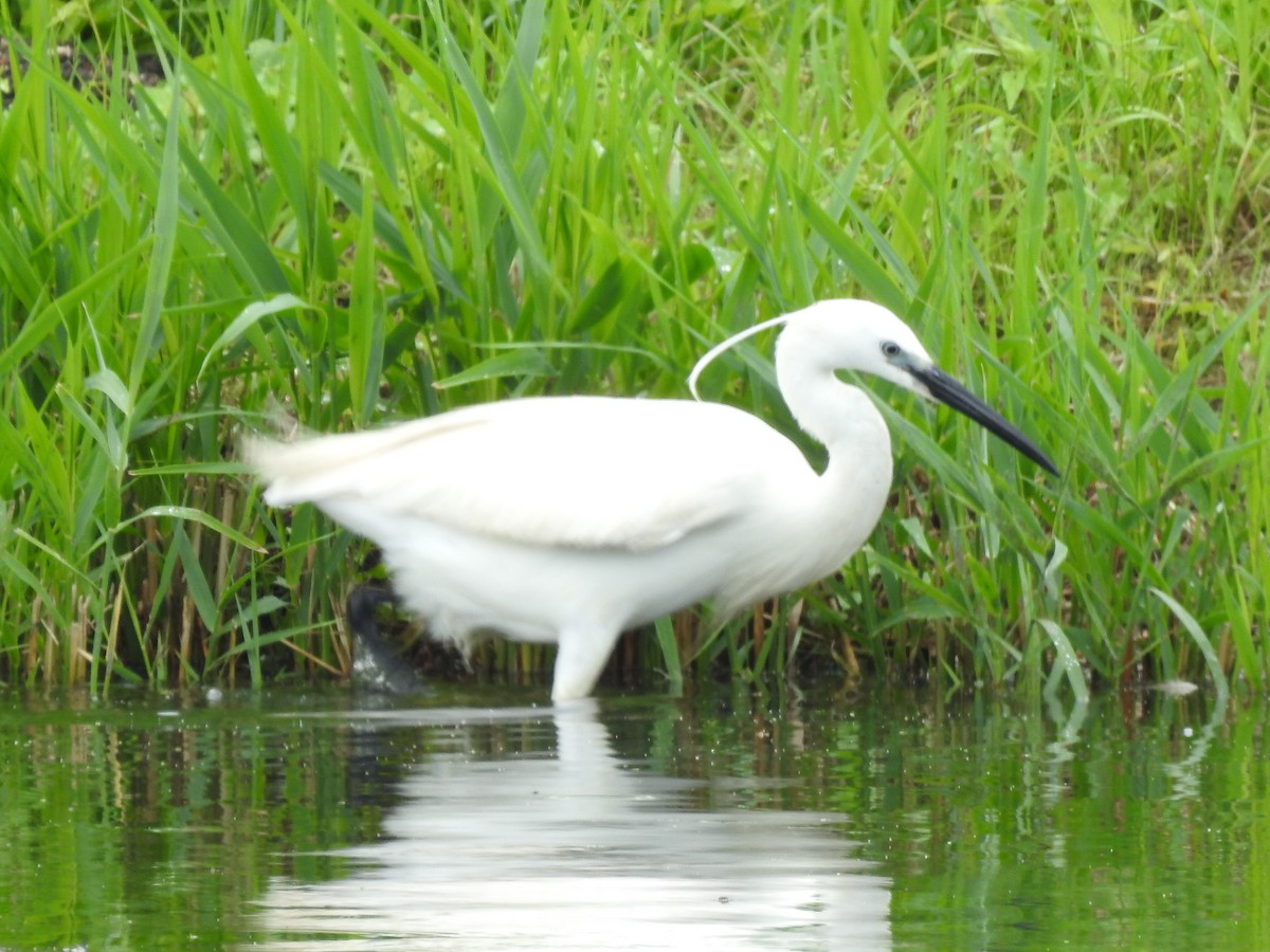 Little Egret - ML460163291