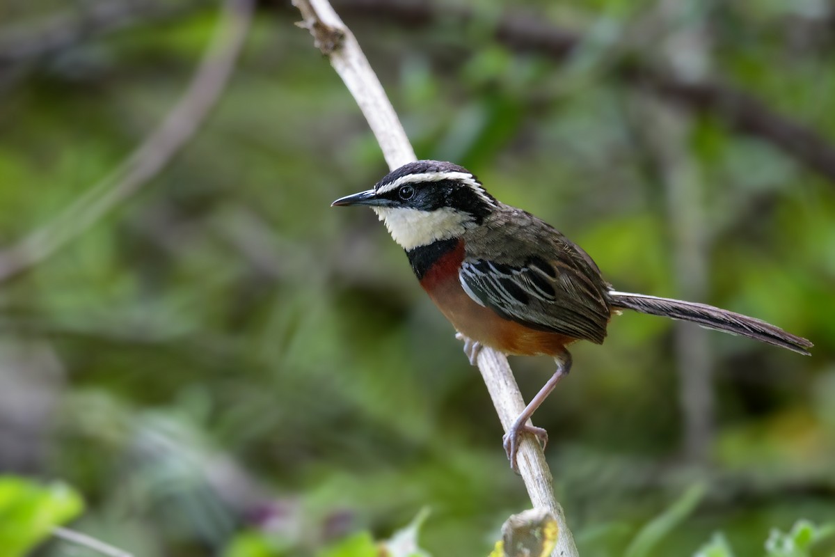 Marañon Crescentchest - Bradley Hacker 🦜