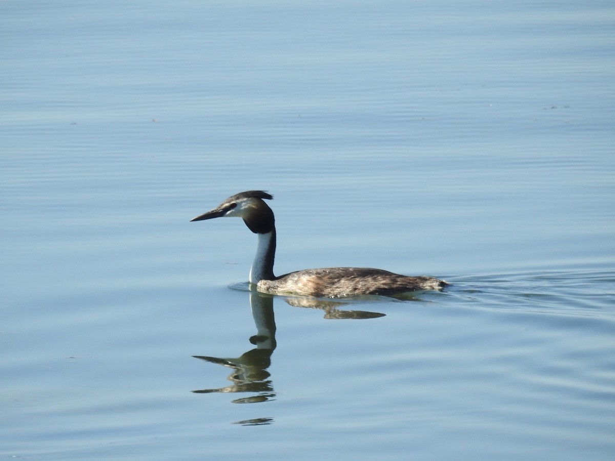 Great Crested Grebe - ML460164371