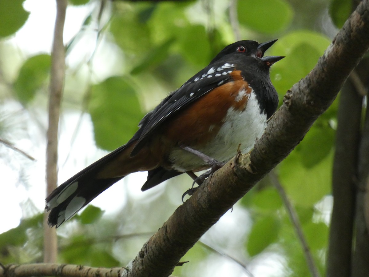 Spotted Towhee - ML460164791