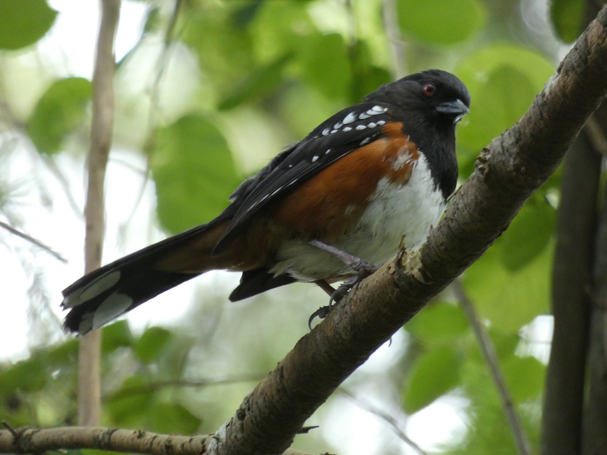 Spotted Towhee - Jim Mott