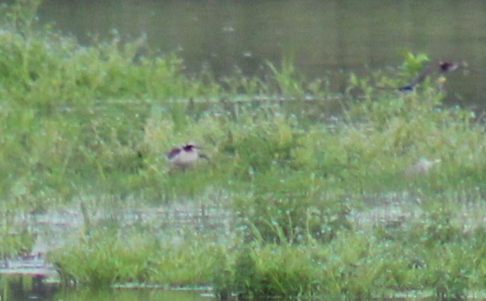 Falaropo Tricolor - ML460165641