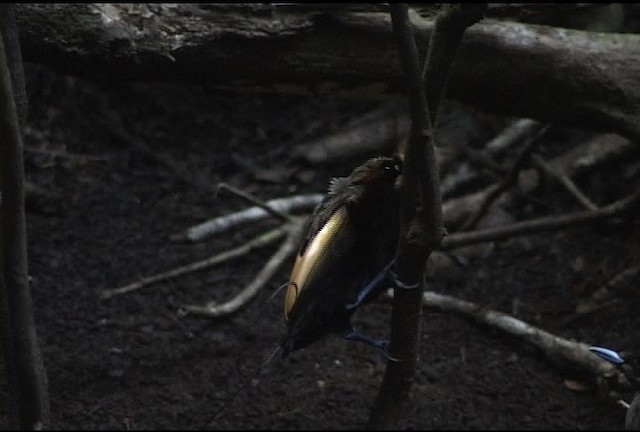 Magnificent Bird-of-Paradise - ML460167