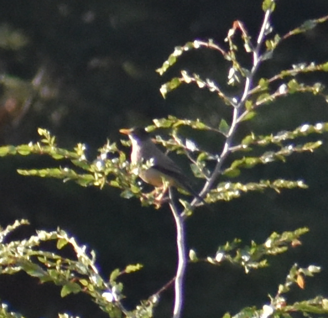 Austral Thrush - Felipe Undurraga