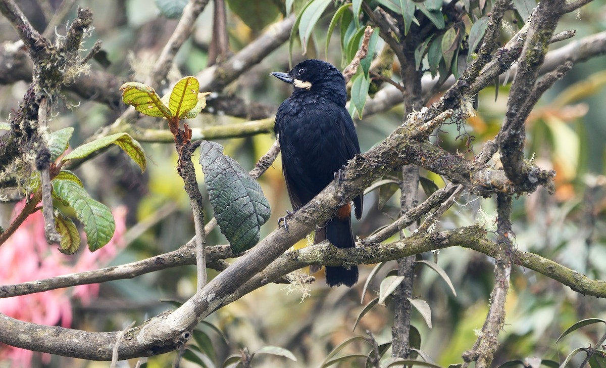 Moustached Flowerpiercer (albilinea) - ML460167491