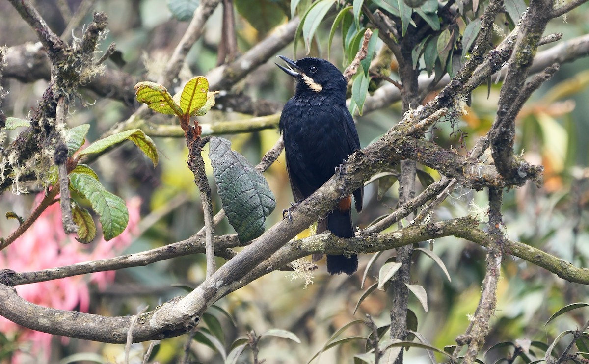 Moustached Flowerpiercer (albilinea) - ML460167501