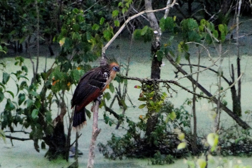 Hoatzin - Carlos Otávio Gussoni