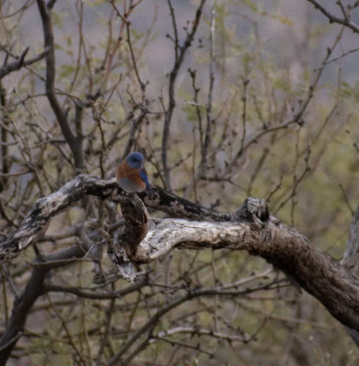 Western Bluebird - ML460169011