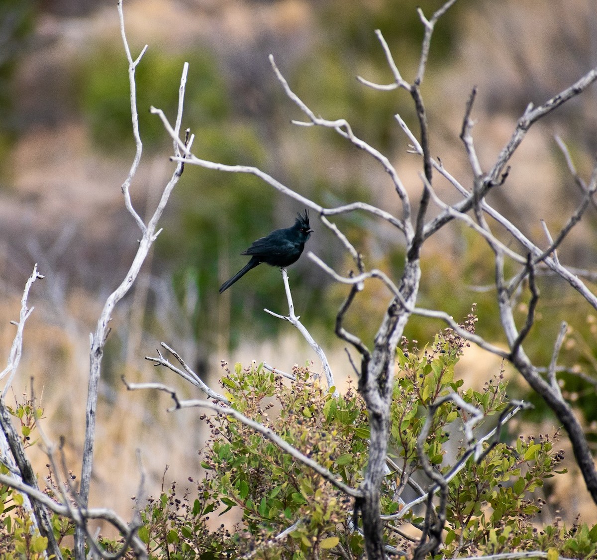 Capulinero Negro - ML460169101