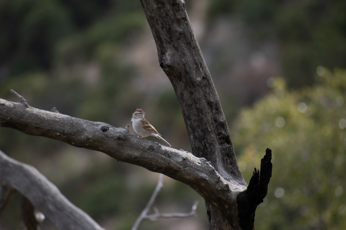 Chipping Sparrow - ML460169121