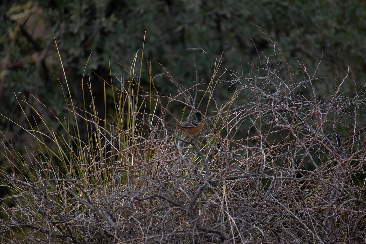 Spotted Towhee - ML460169141