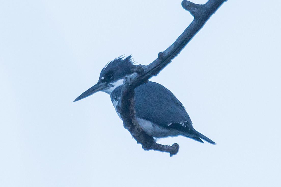 Belted Kingfisher - ML460169601