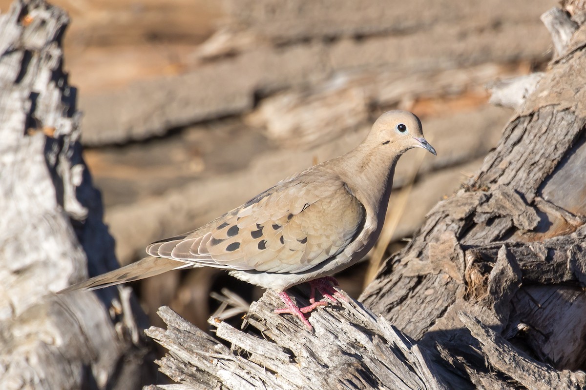 Mourning Dove - ML460170361