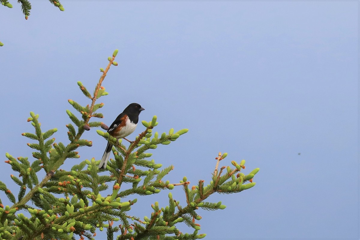 Eastern Towhee - ML460170451