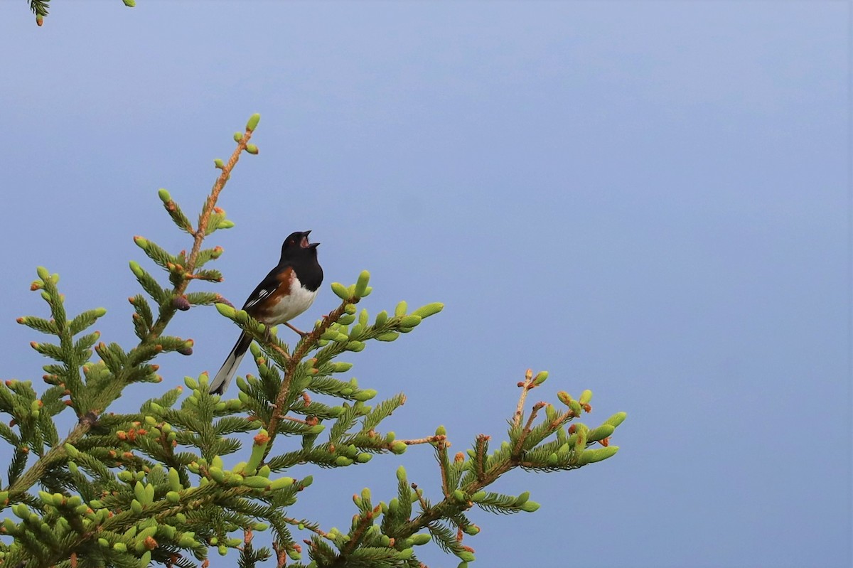 Eastern Towhee - ML460170461