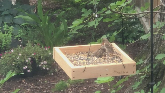 House Sparrow - ML460171331