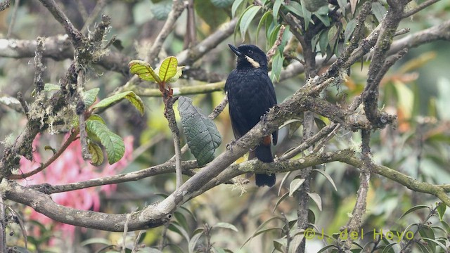 Moustached Flowerpiercer (albilinea) - ML460172651