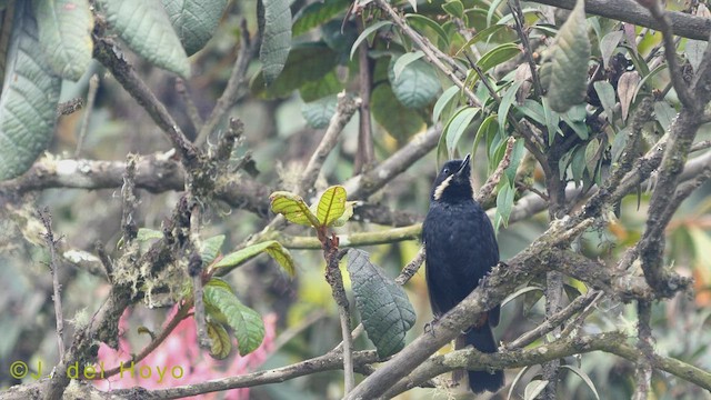 Moustached Flowerpiercer (albilinea) - ML460174831