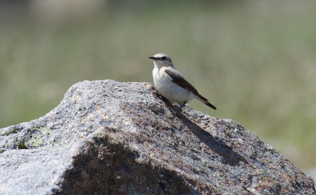 Northern Wheatear - ML460175921