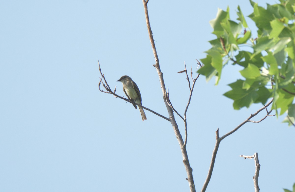 Eastern Wood-Pewee - ML460176591